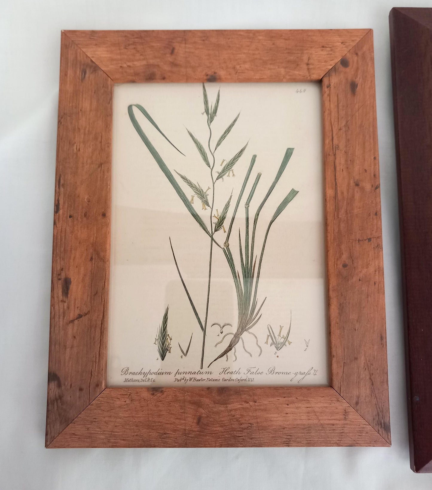 Set of 3 Baxter Antique Botanical Flower Prints Of Grasses In Wood Effect Frames