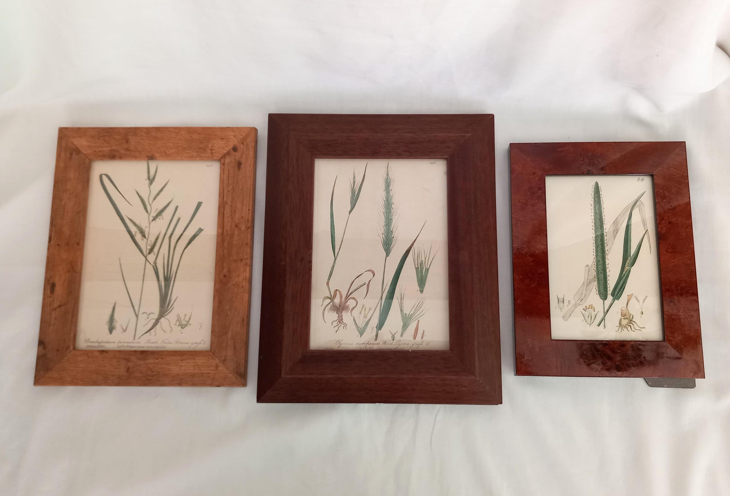 Set of 3 Baxter Antique Botanical Flower Prints Of Grasses In Wood Effect Frames