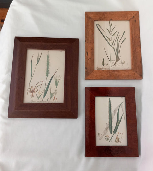 Set of 3 Baxter Antique Botanical Flower Prints Of Grasses In Wood Effect Frames
