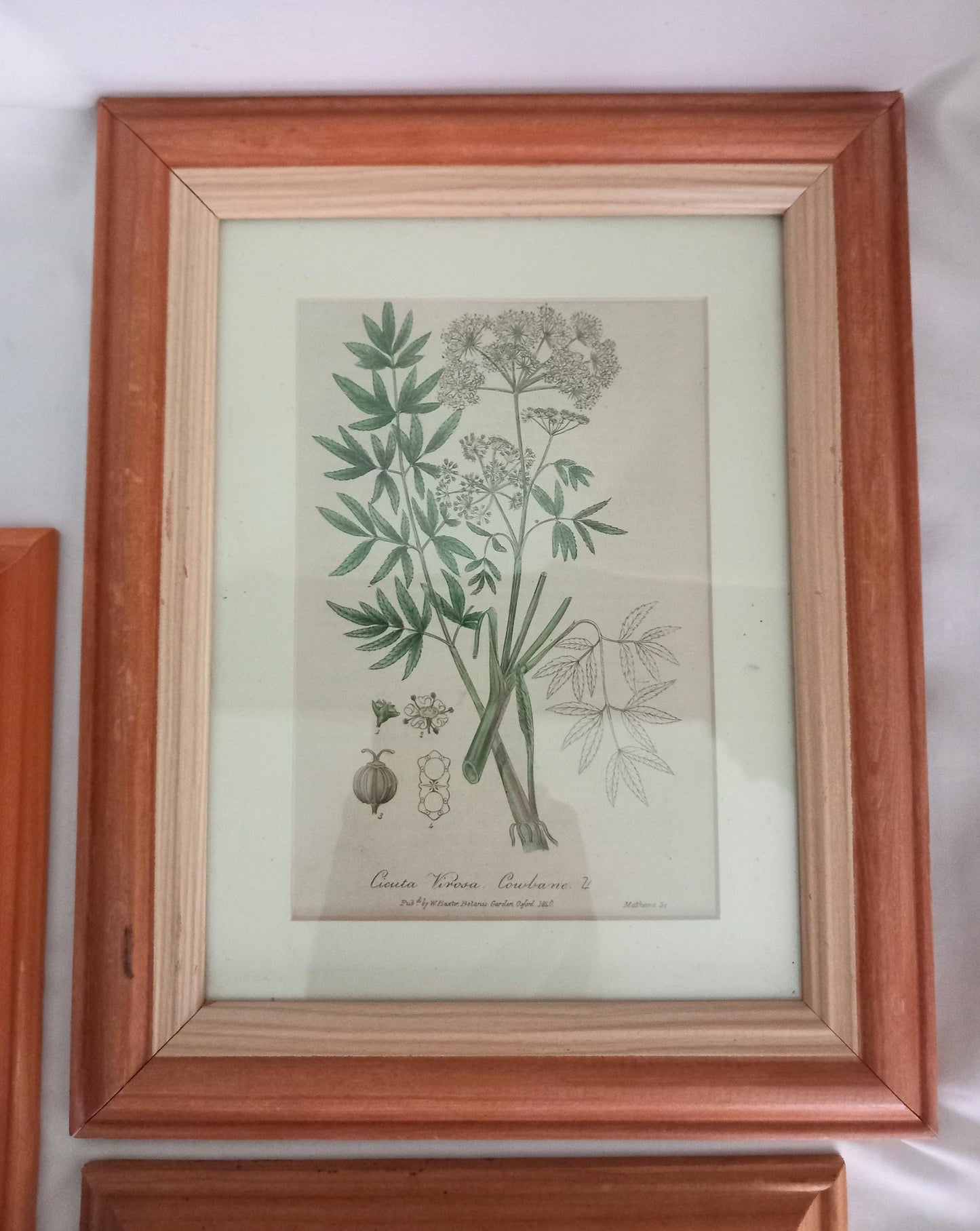 Set Of 3 Baxter Antique Botanical Flower Prints In Pine Frames