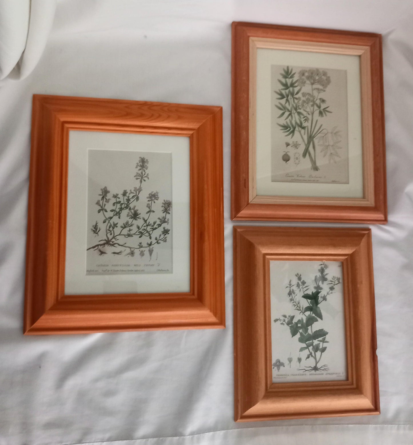 Set Of 3 Baxter Antique Botanical Flower Prints In Pine Frames