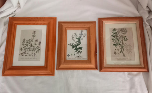 Set Of 3 Baxter Antique Botanical Flower Prints In Pine Frames