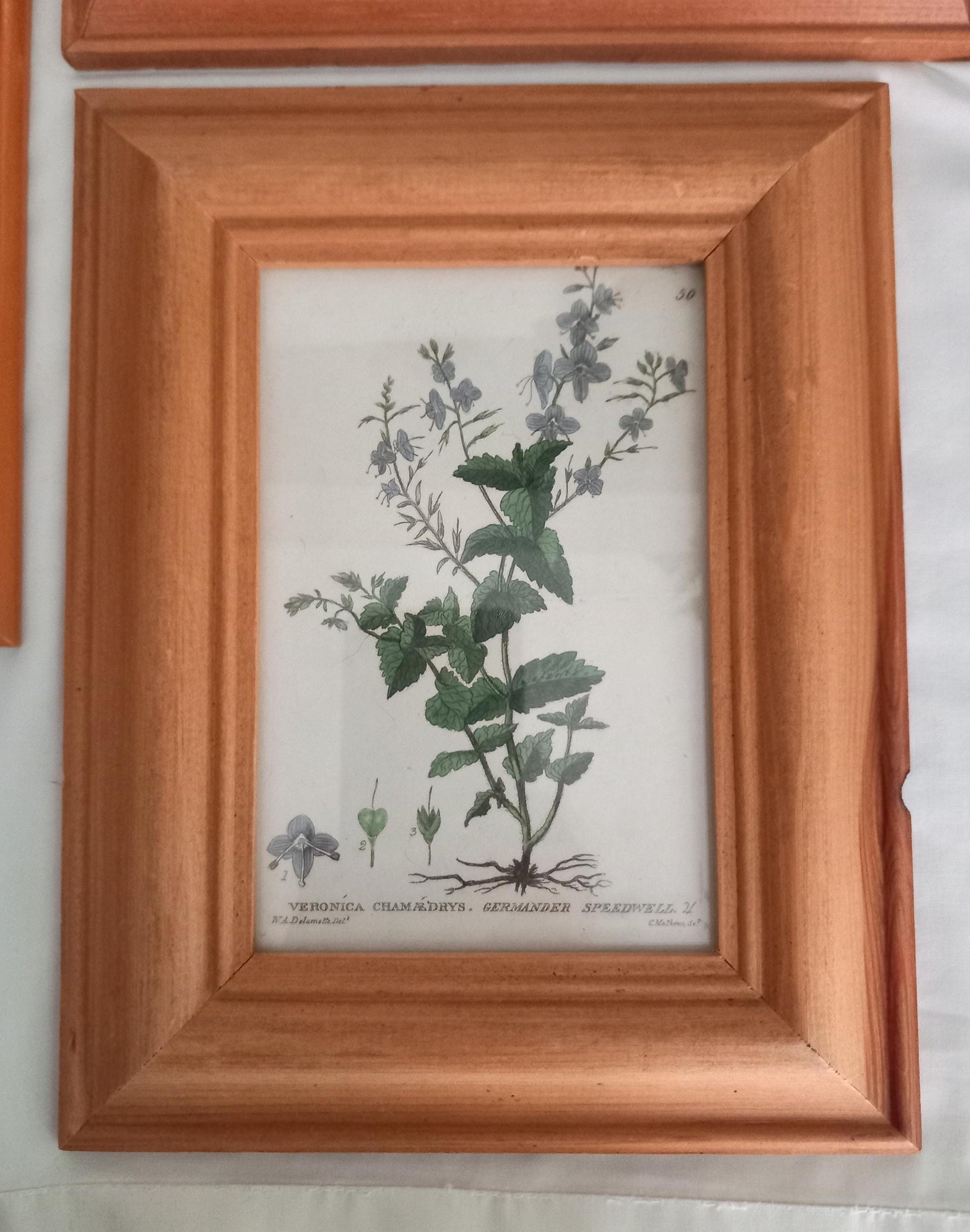 Set Of 3 Baxter Antique Botanical Flower Prints In Pine Frames