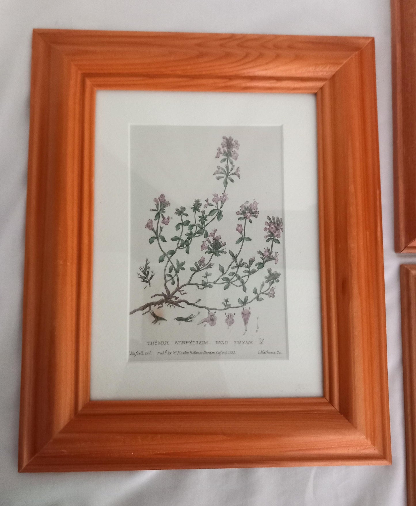 Set Of 3 Baxter Antique Botanical Flower Prints In Pine Frames
