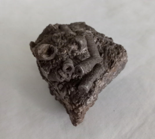 Crinoid Sea Lily fossil multiblock deathbed 6.5 CM UK specimen