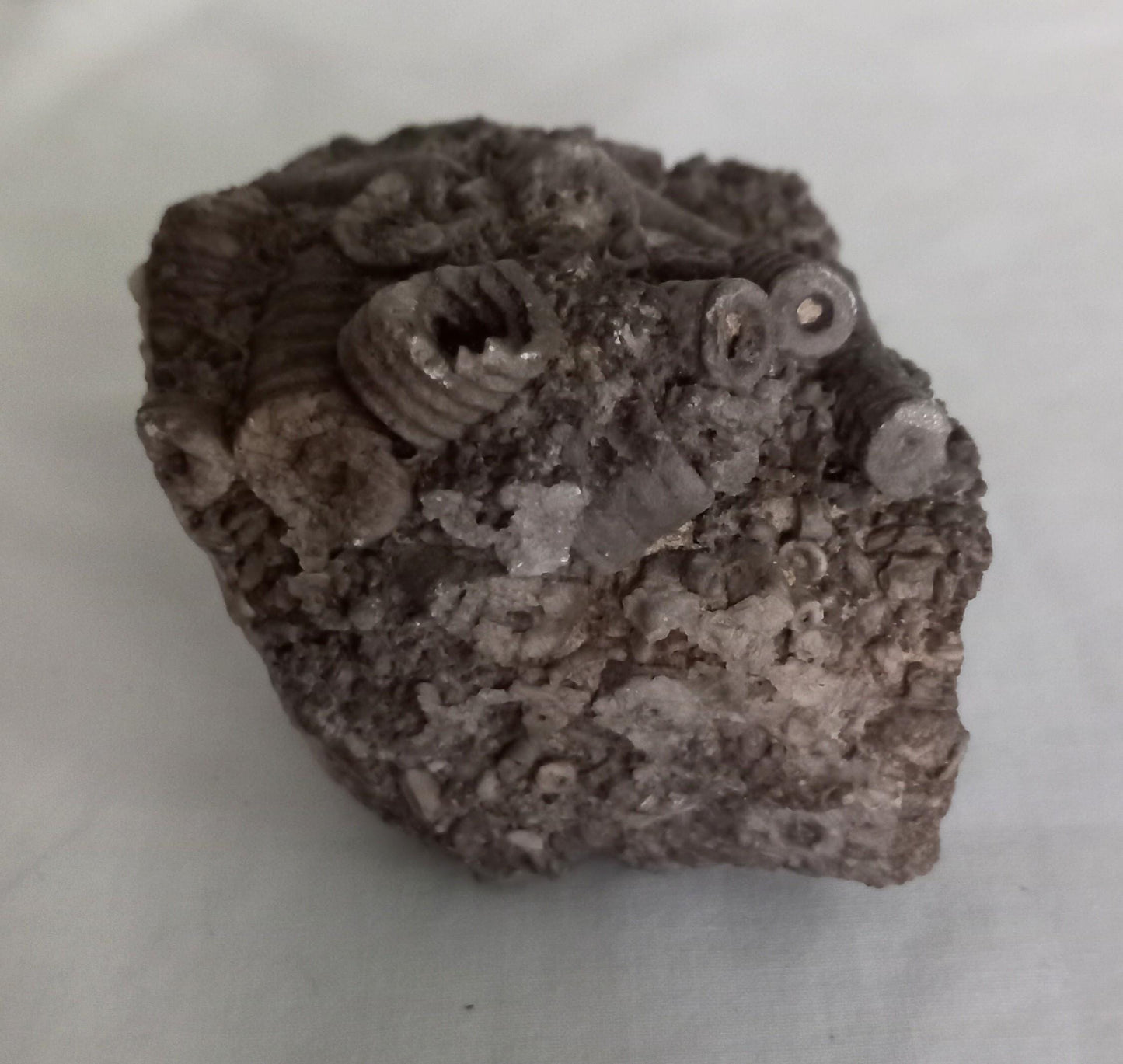 Crinoid Sea Lily fossil multiblock deathbed 6.5 CM UK specimen