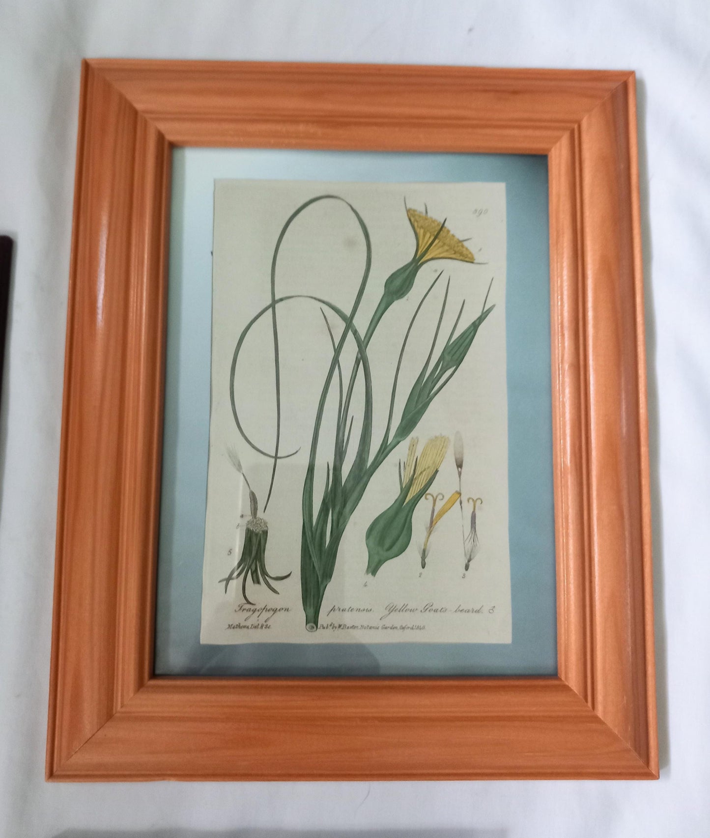 Set of 3 Baxter antique botanical flower prints in mismatched wooden frames