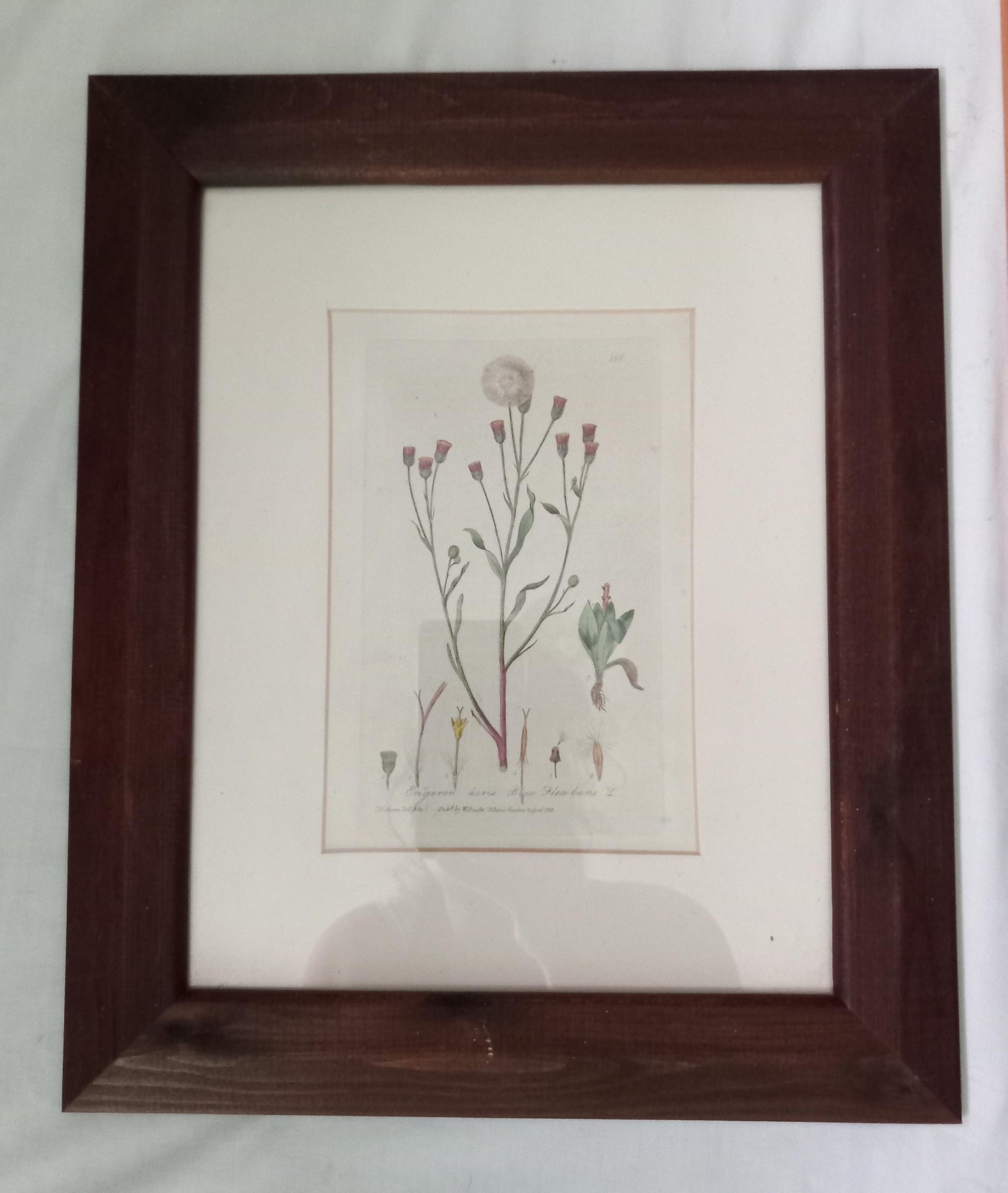 Set of 3 Baxter antique botanical flower prints in mismatched wooden frames