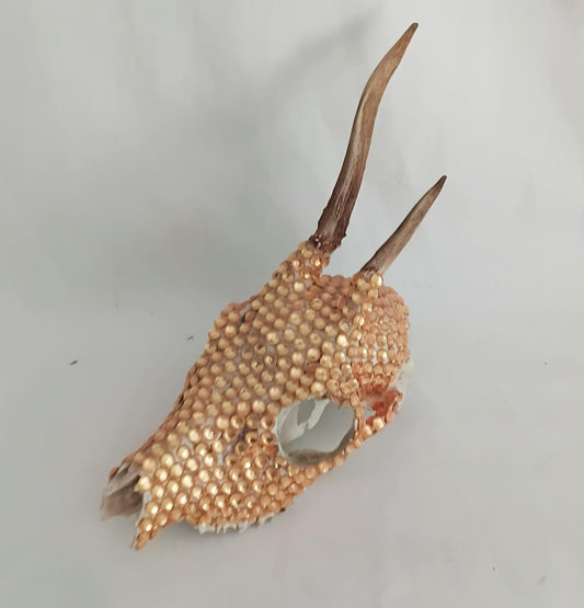 Hand decorated golden orange gem Roe deer skull