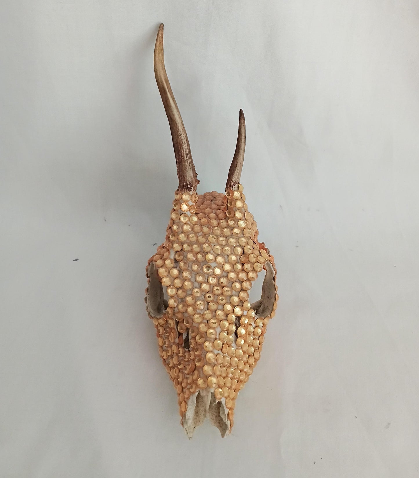 Hand decorated golden orange gem Roe deer skull