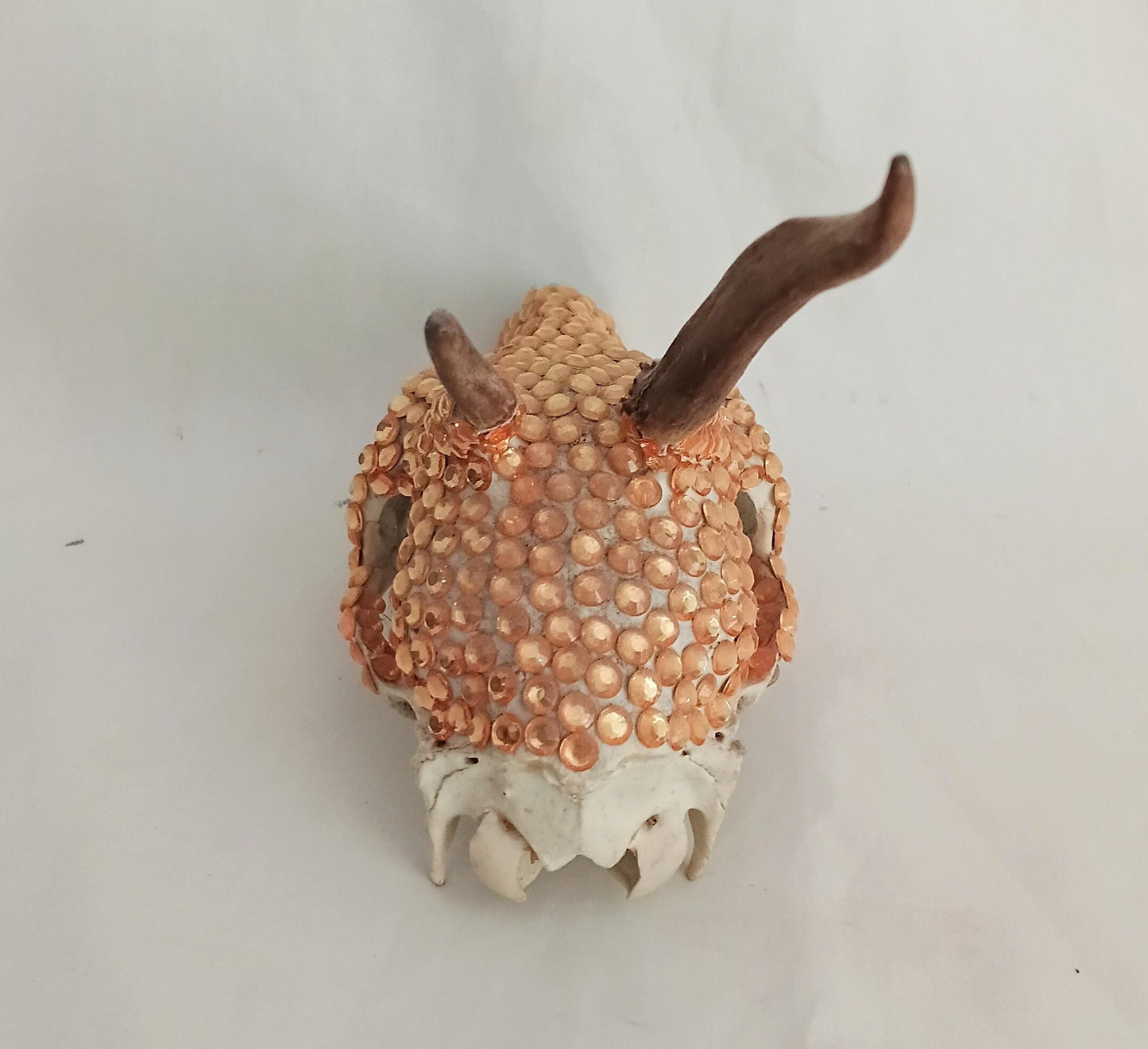 Hand decorated golden orange gem Roe deer skull
