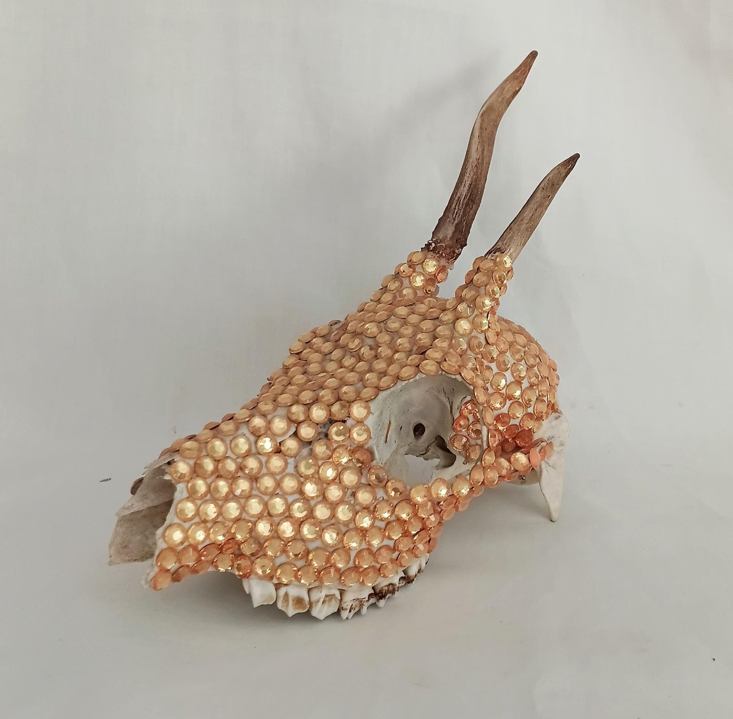 Hand decorated golden orange gem Roe deer skull