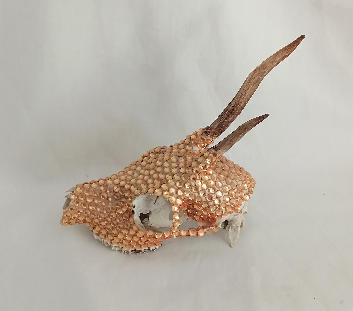 Hand decorated golden orange gem Roe deer skull