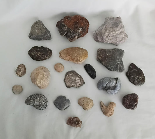 Lot of 20 UK fossils including bivalves, coral, brachiopod and gryphaea